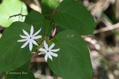 Jasminum malabaricum